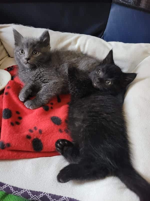 Kittens Rescued - Hoffmann Brothers