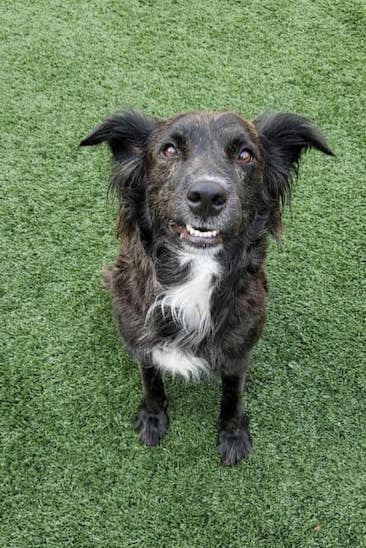 Stray Rescue St Louis