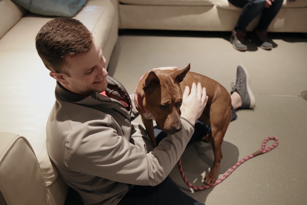 Wags & Walks Animal Adoption - Hoffmann Brothers
