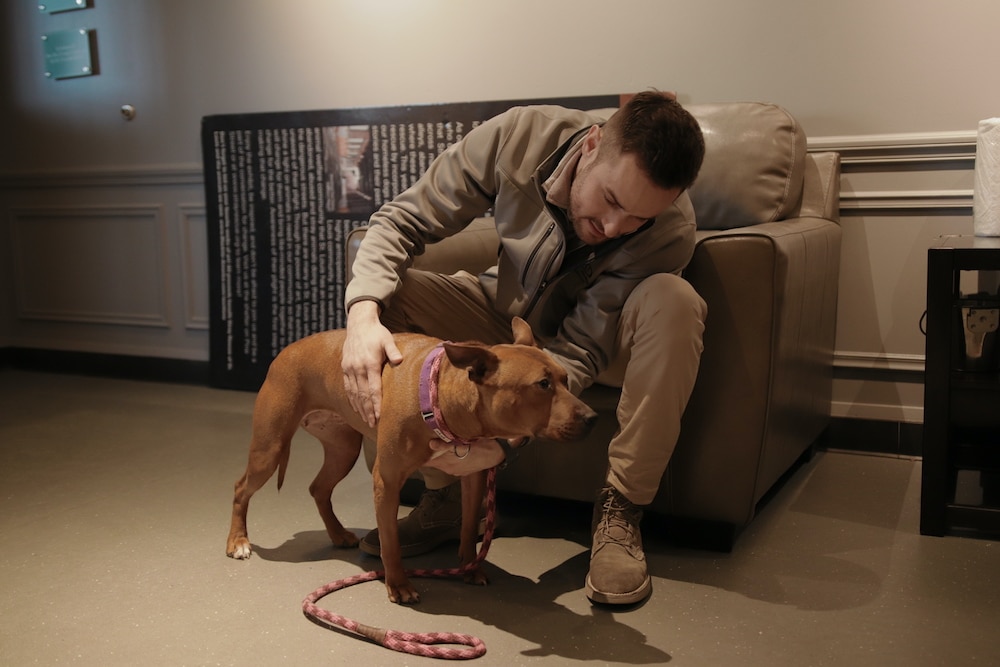 Wags and Walks dog adoption